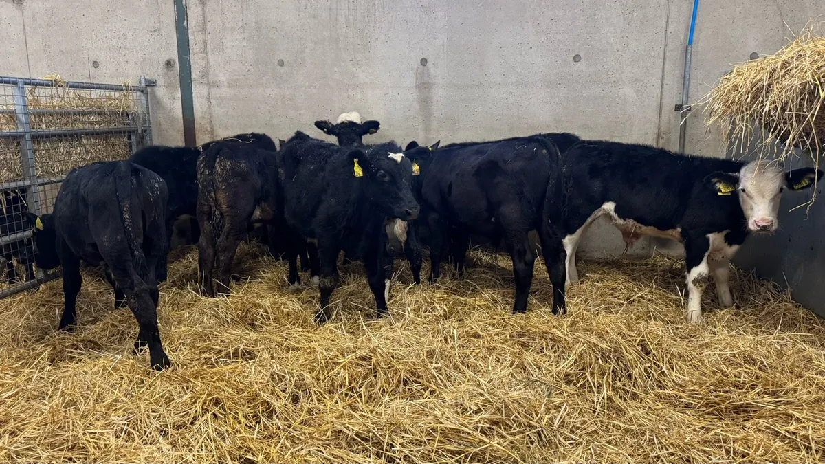 Reared Bulls - Image 1