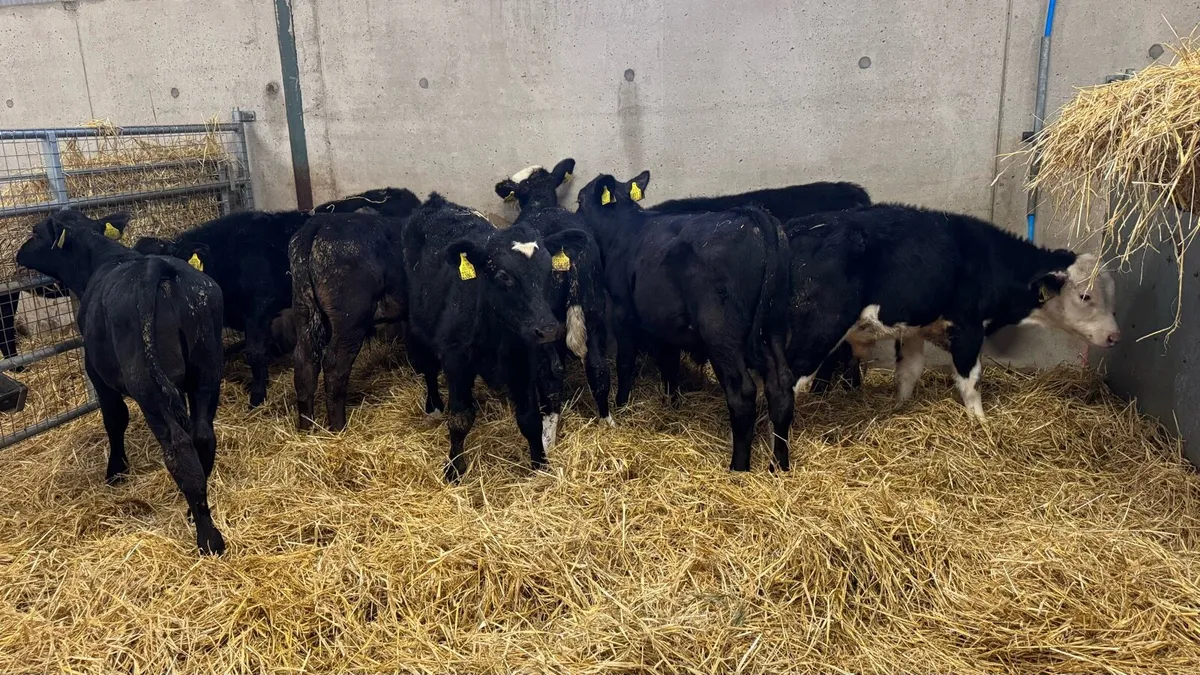 Reared Bulls - Image 2