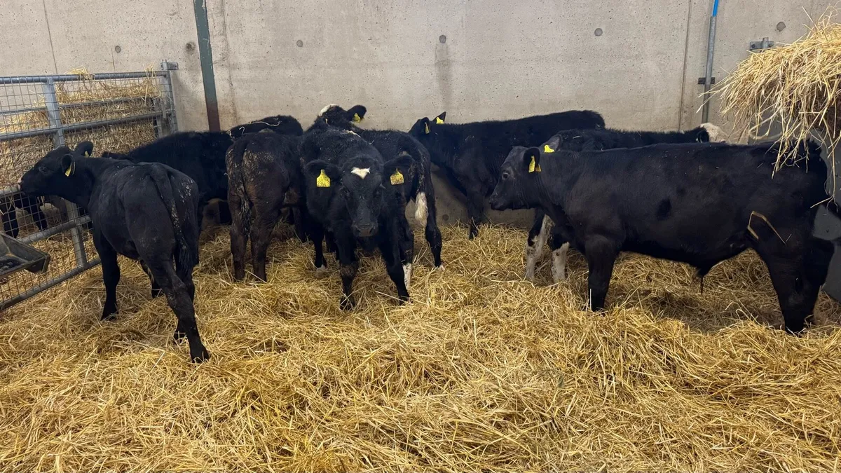 Reared Bulls - Image 3