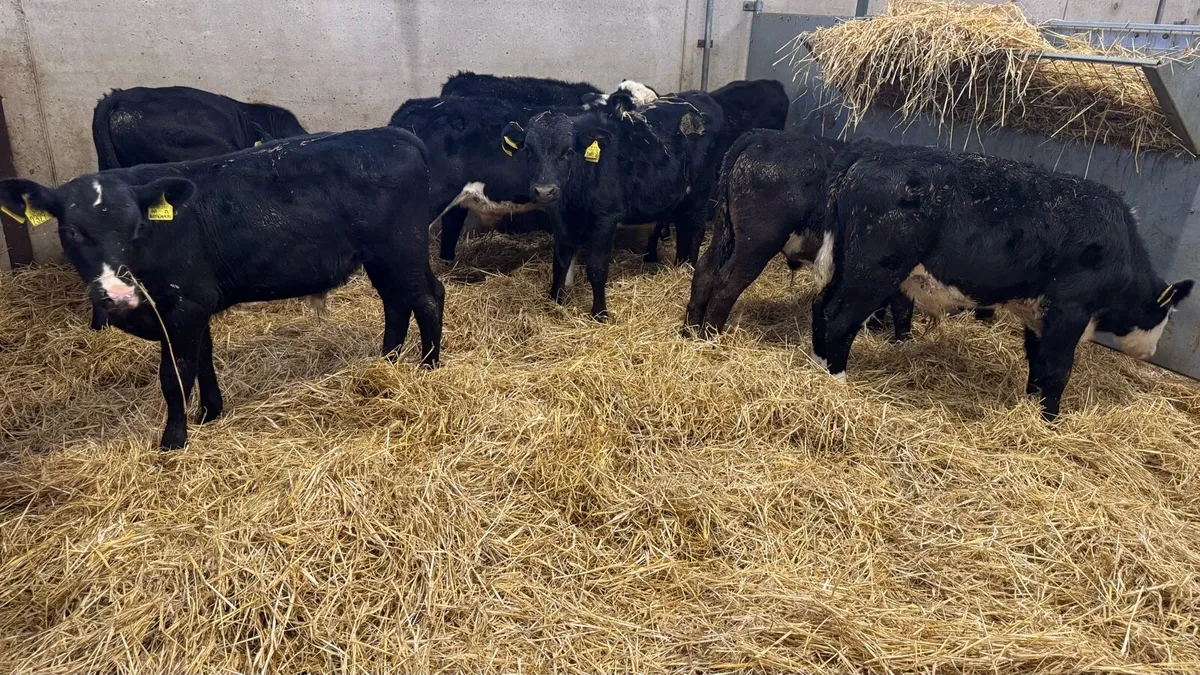 Reared Bulls - Image 4
