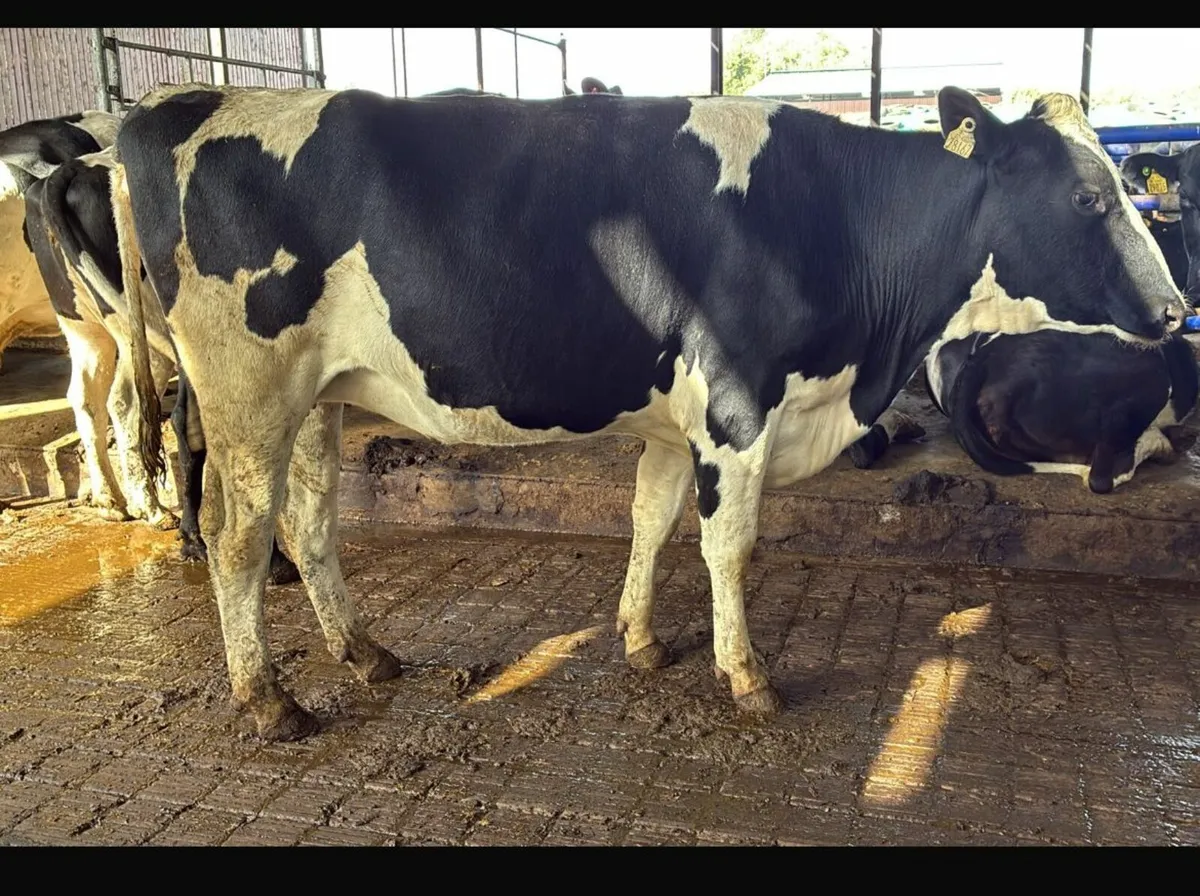 11 Pedigree Robot trained Cows Spring calving