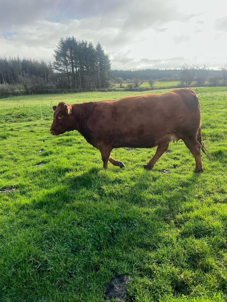 2 springers - Image 1