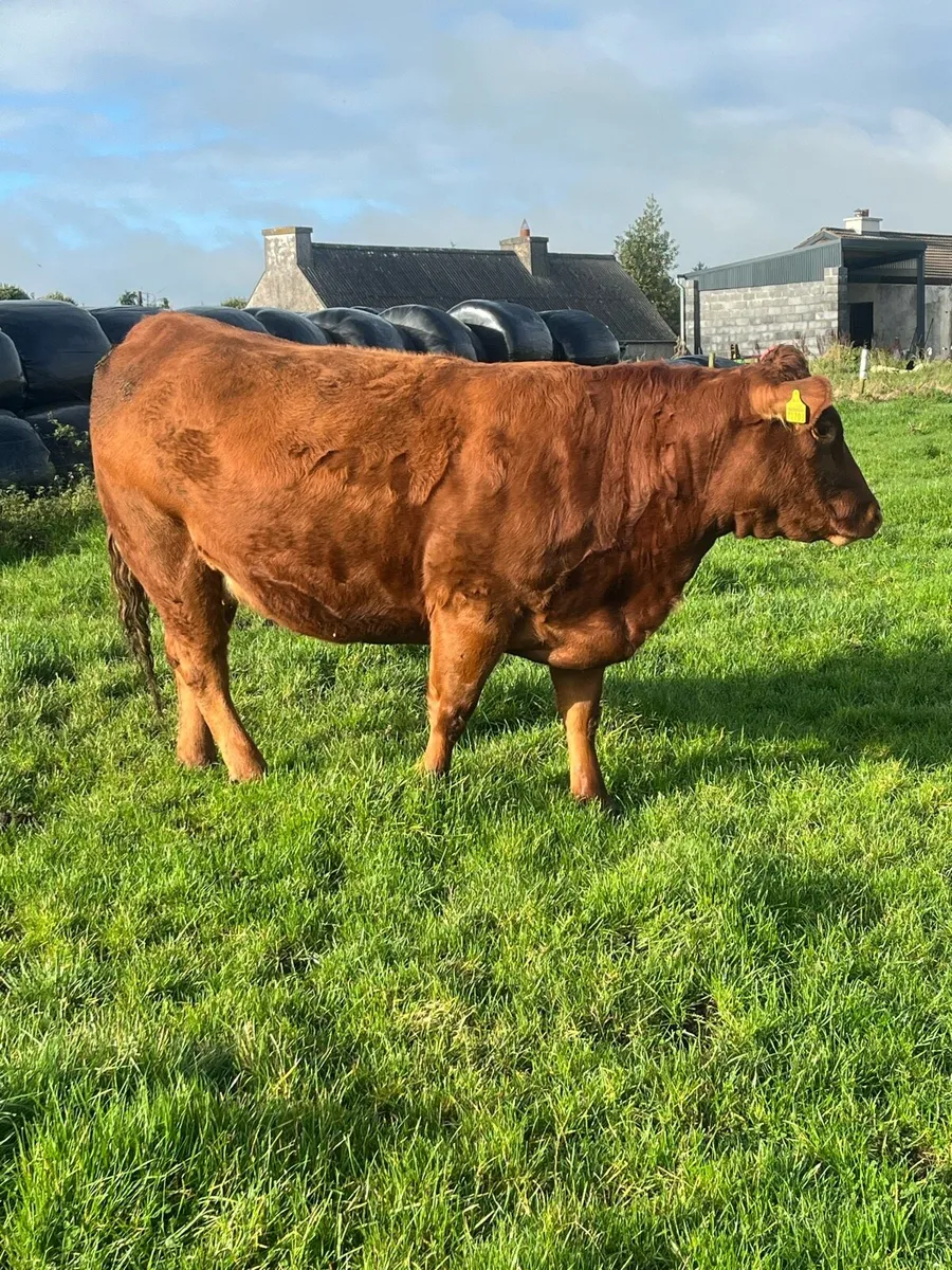 2 springers - Image 2