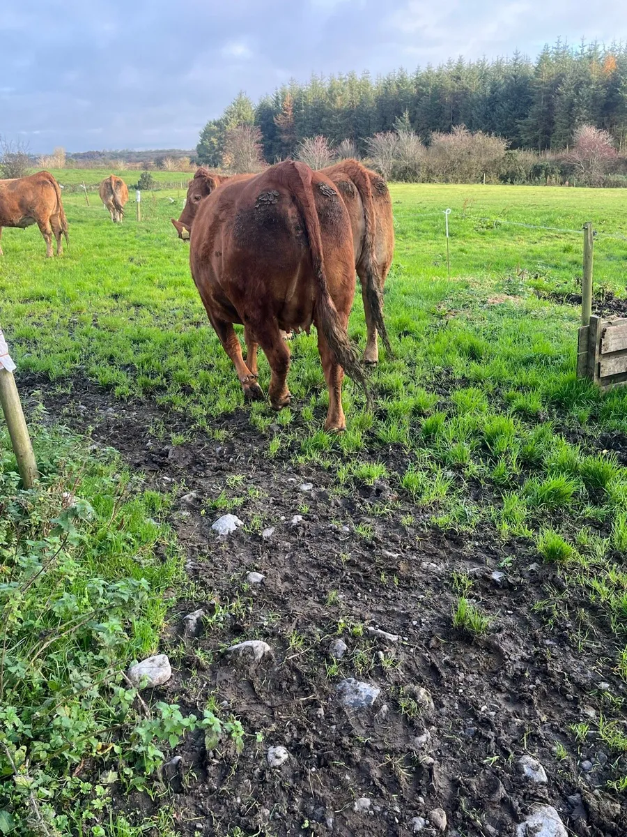 2 springers - Image 3