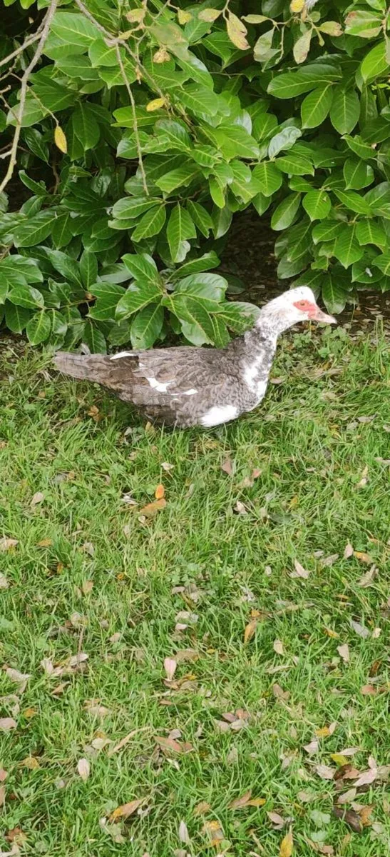 Muscovy ducks - Image 1