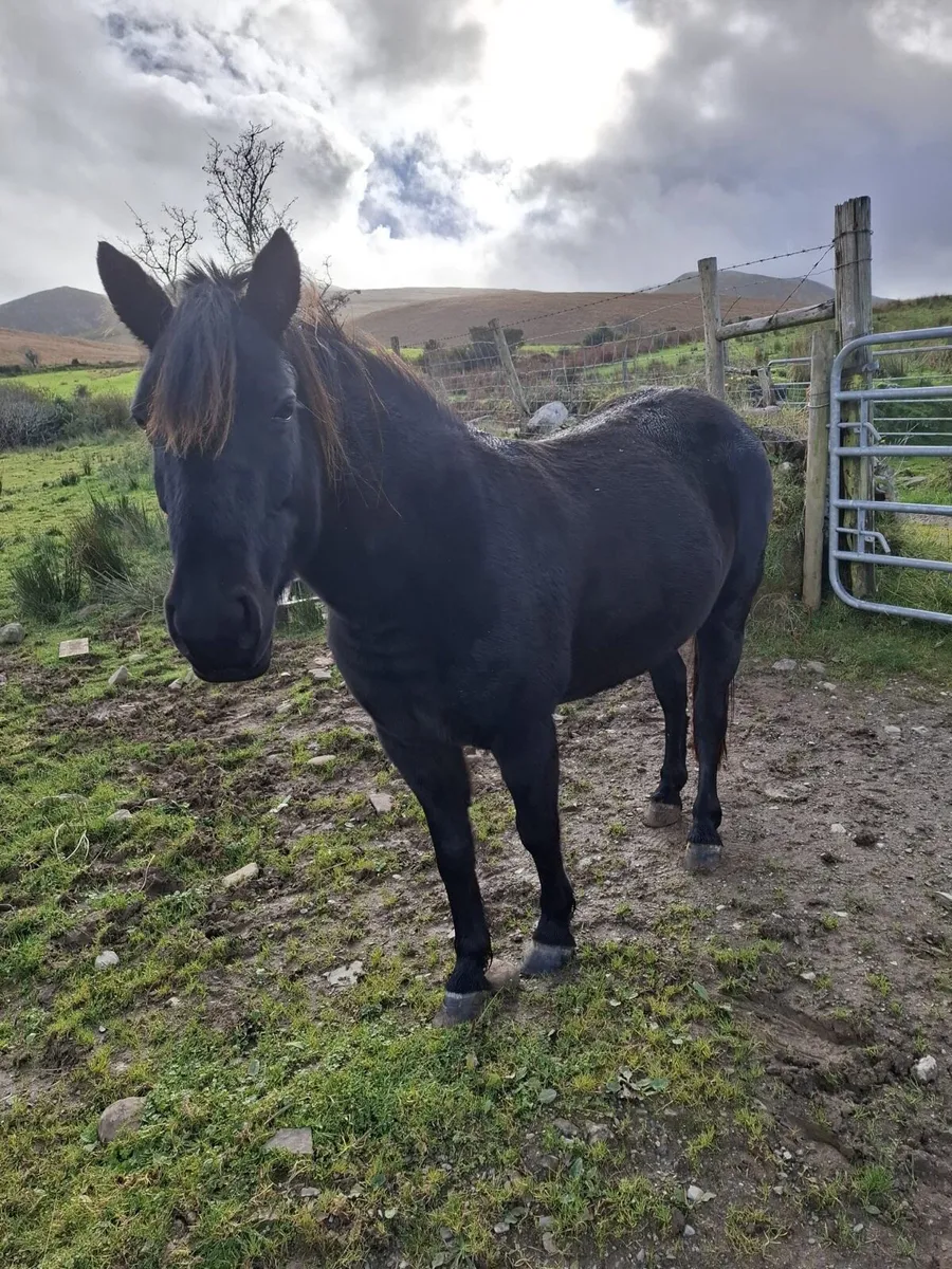 Pony - 12.2/12.3 hh - Ideal First Pony - Image 1