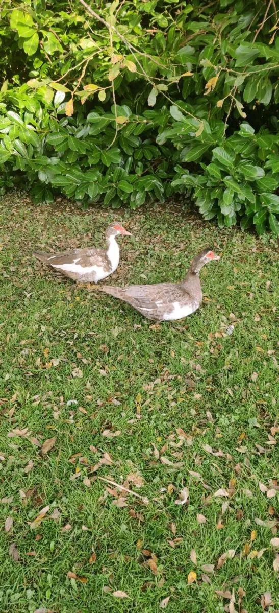 Muscovy ducks - Image 2