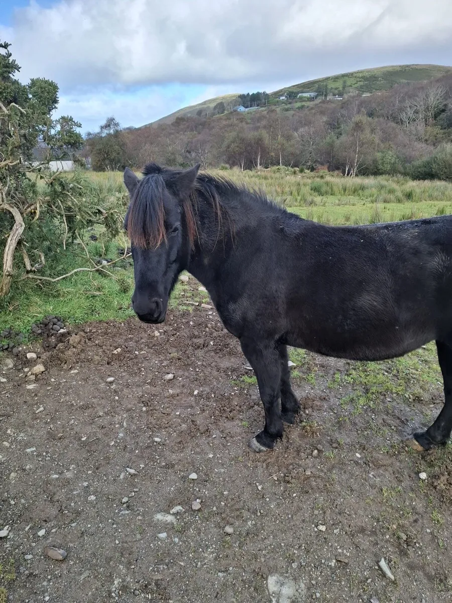 Pony - 12.2/12.3 hh - Ideal First Pony - Image 2