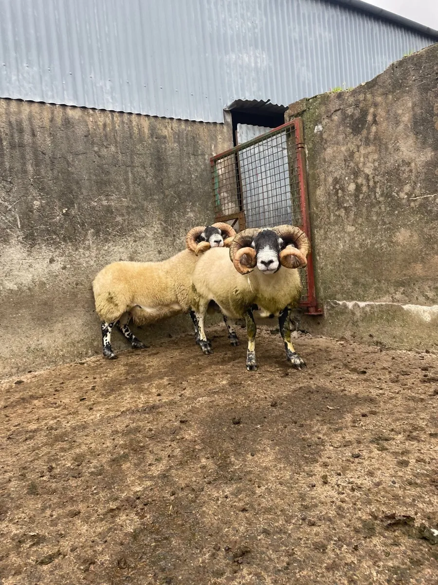 Lanark Shearlings - Image 1