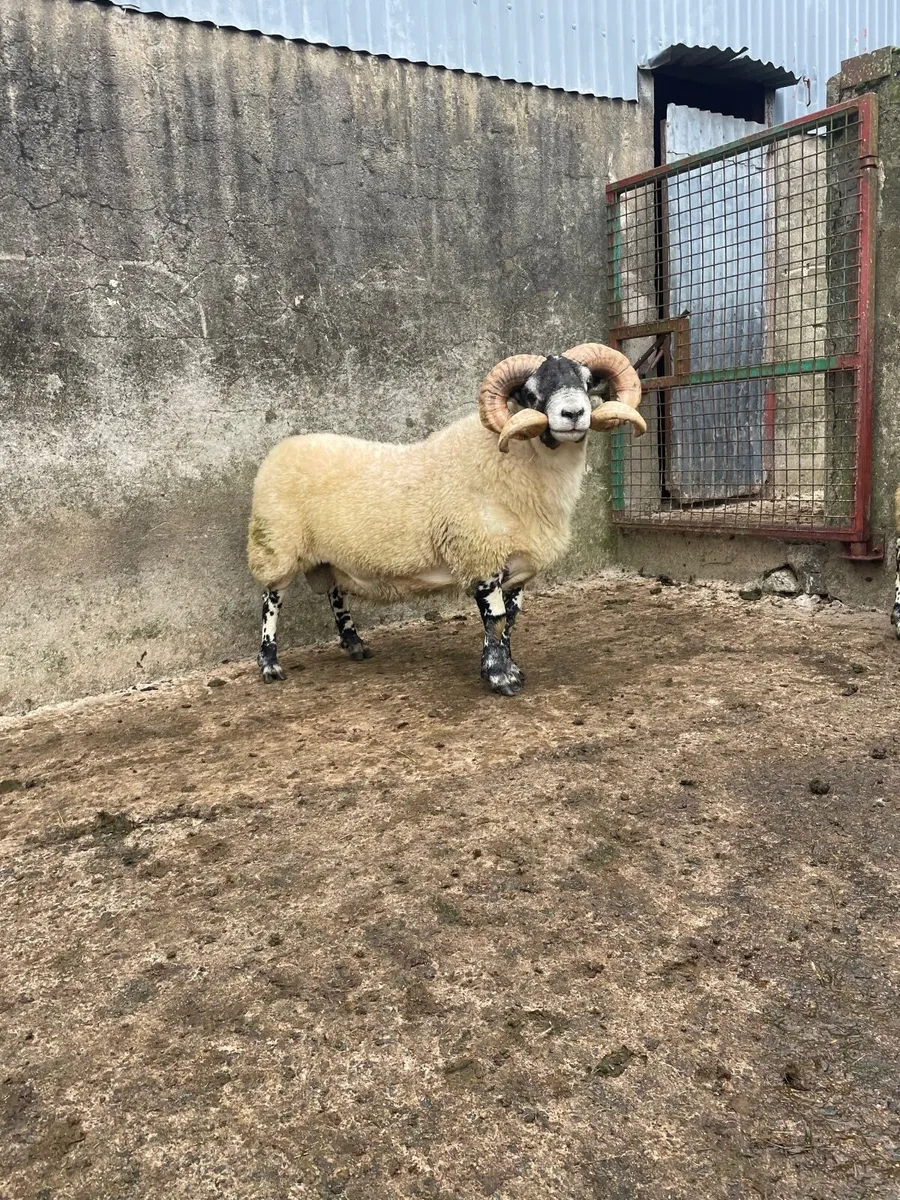 Lanark Shearlings - Image 2