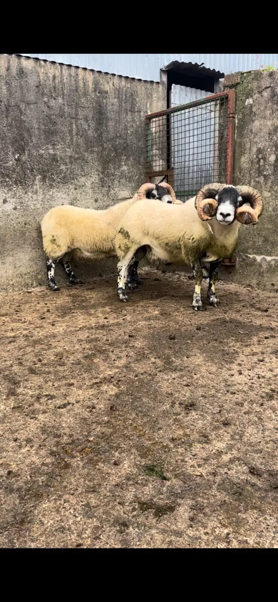 Lanark Shearlings - Image 3