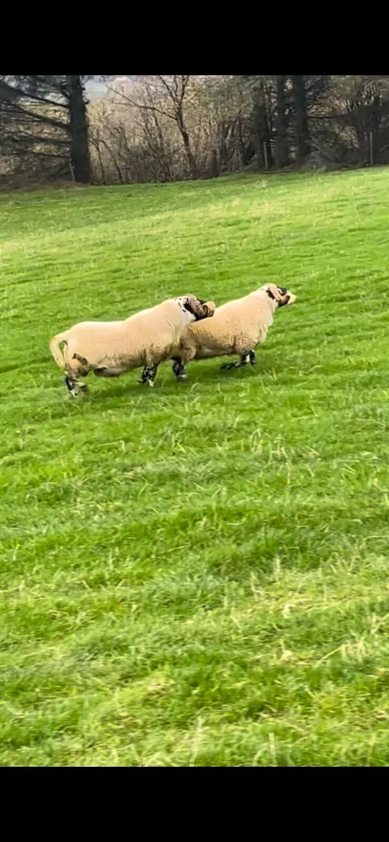 Lanark Shearlings - Image 4