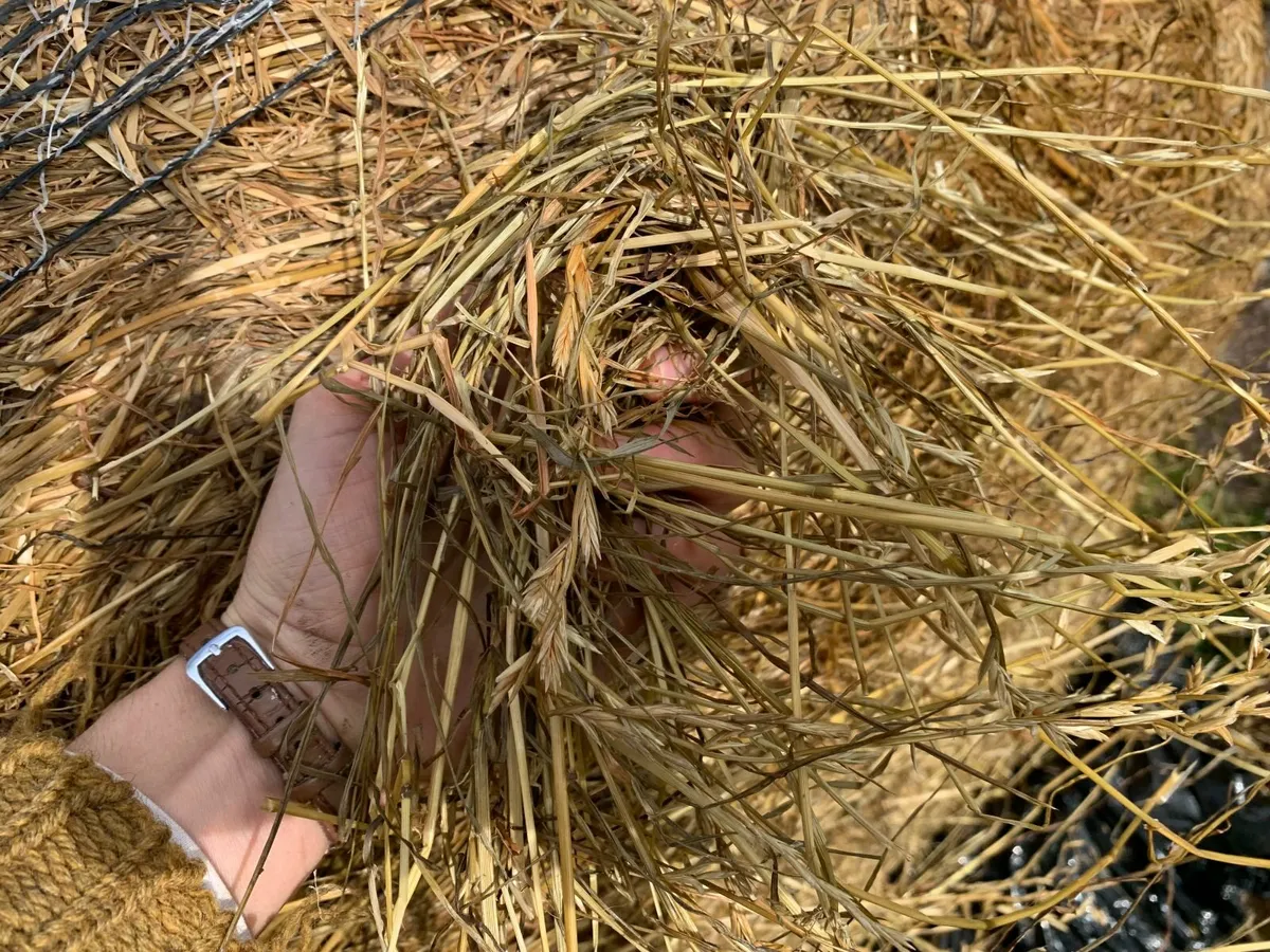 Excellent Quality Haylage near Macroom - Image 2