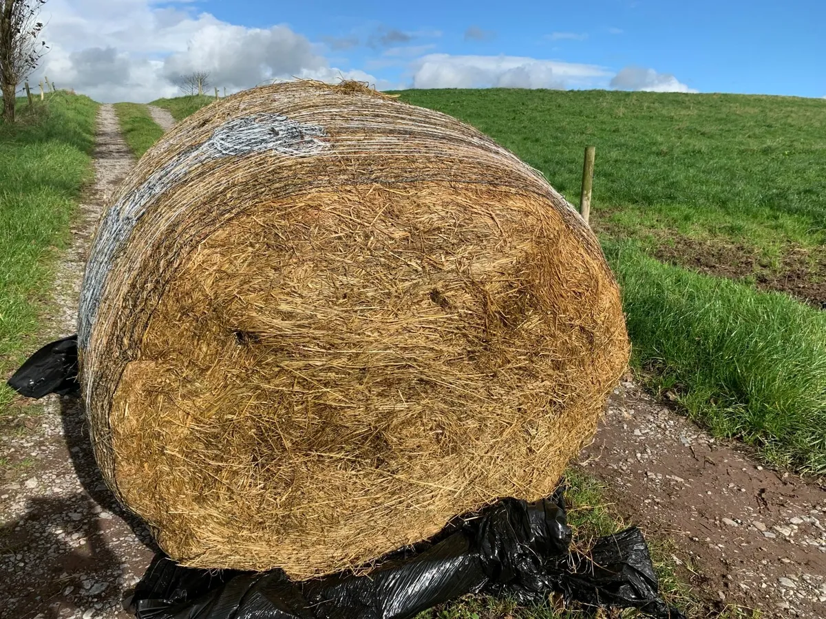 Excellent Quality Haylage near Macroom - Image 3