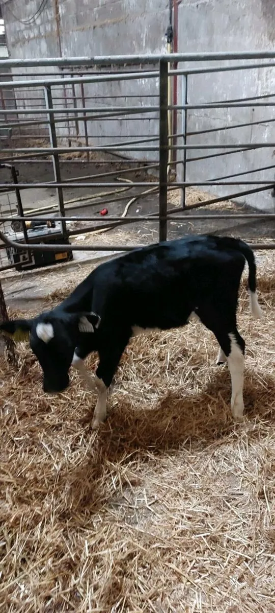 5 week old fresian  heifer calf - Image 1