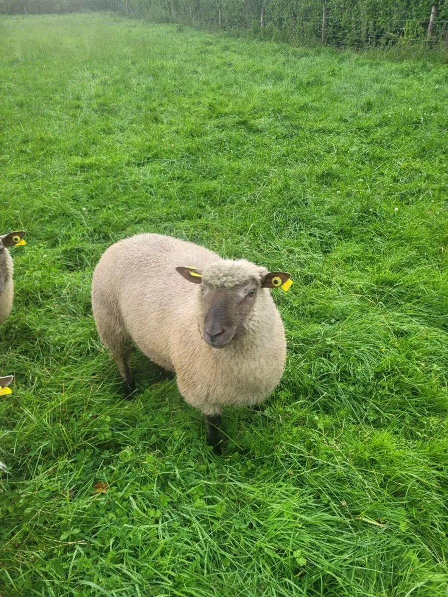 Sheep - Image 1