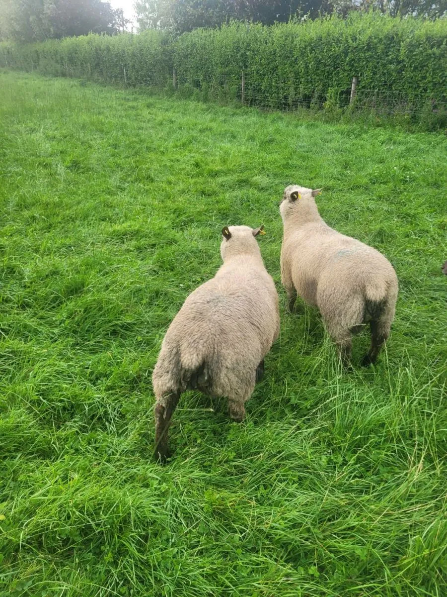 Sheep - Image 2