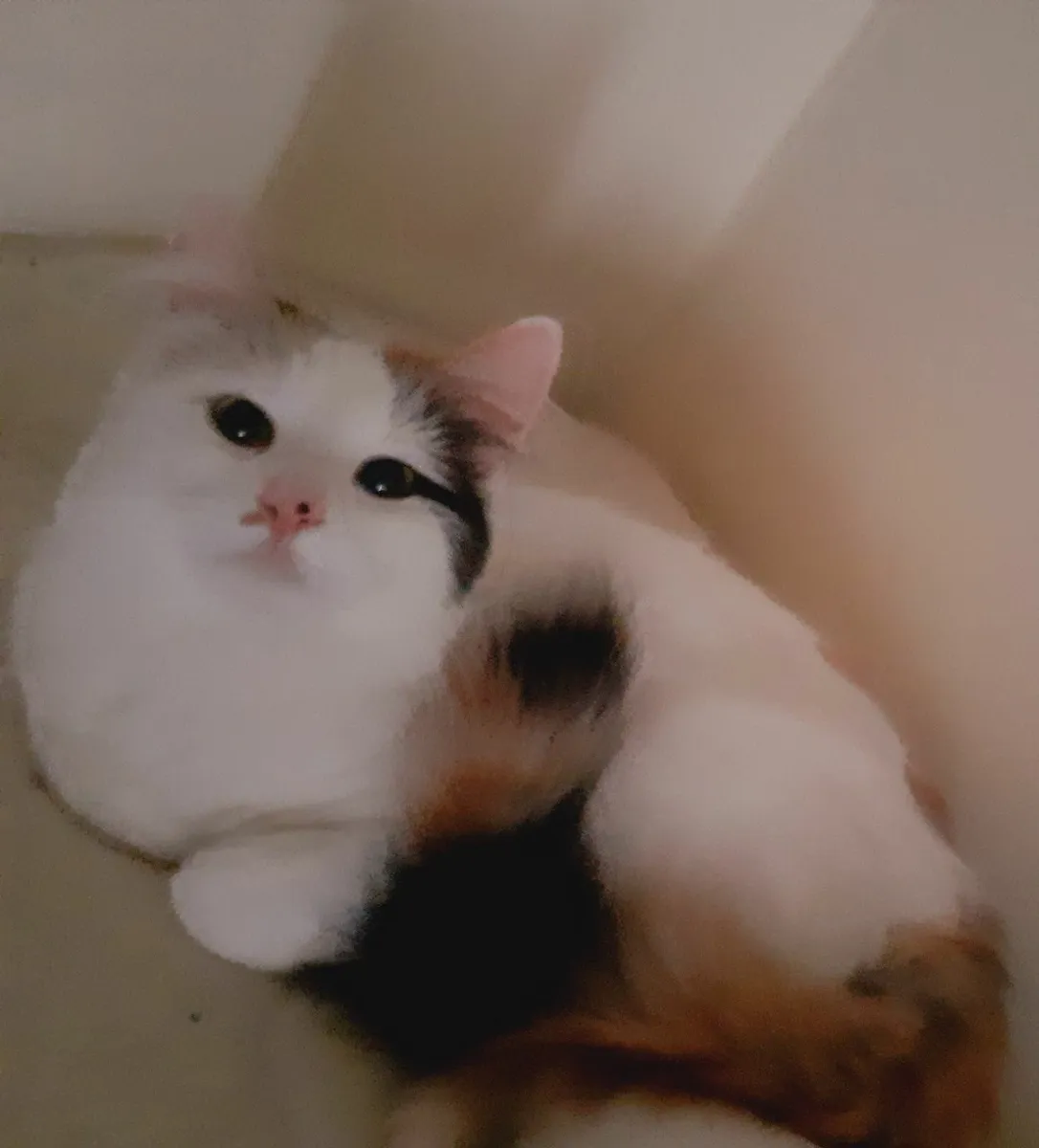 Turkish Van Kittens - Image 3