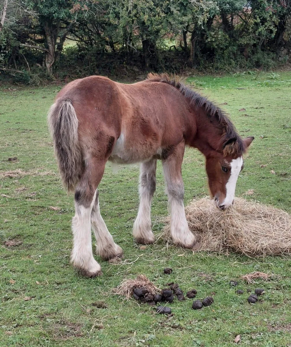 Cob colt foal - Image 1