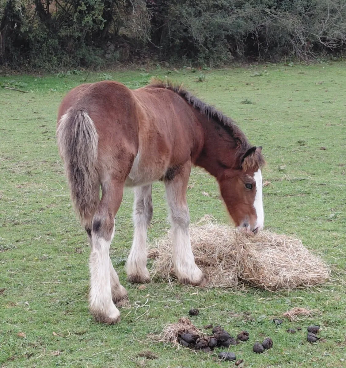 Cob colt foal - Image 2