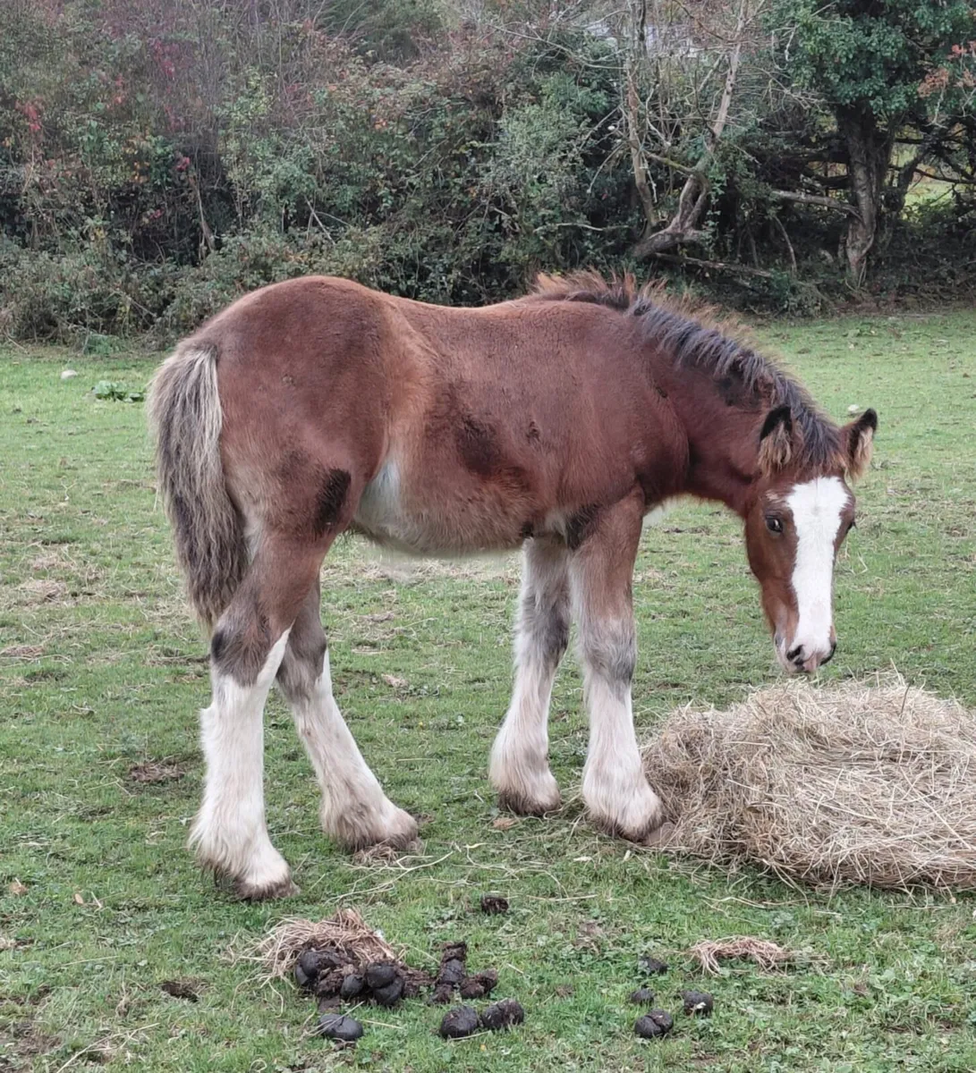 Cob colt foal - Image 3