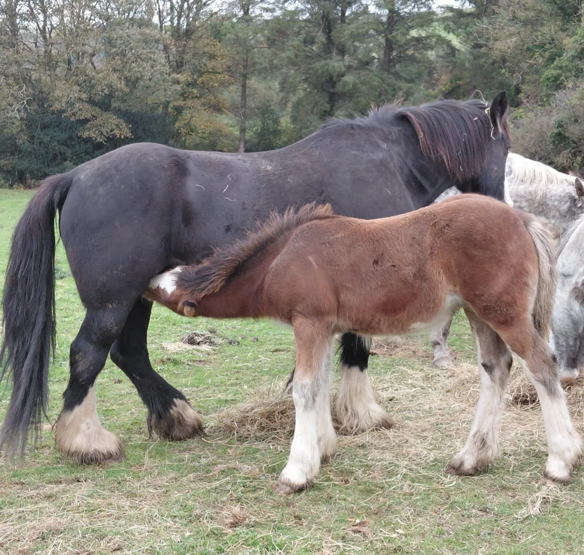 Cob colt foal - Image 4