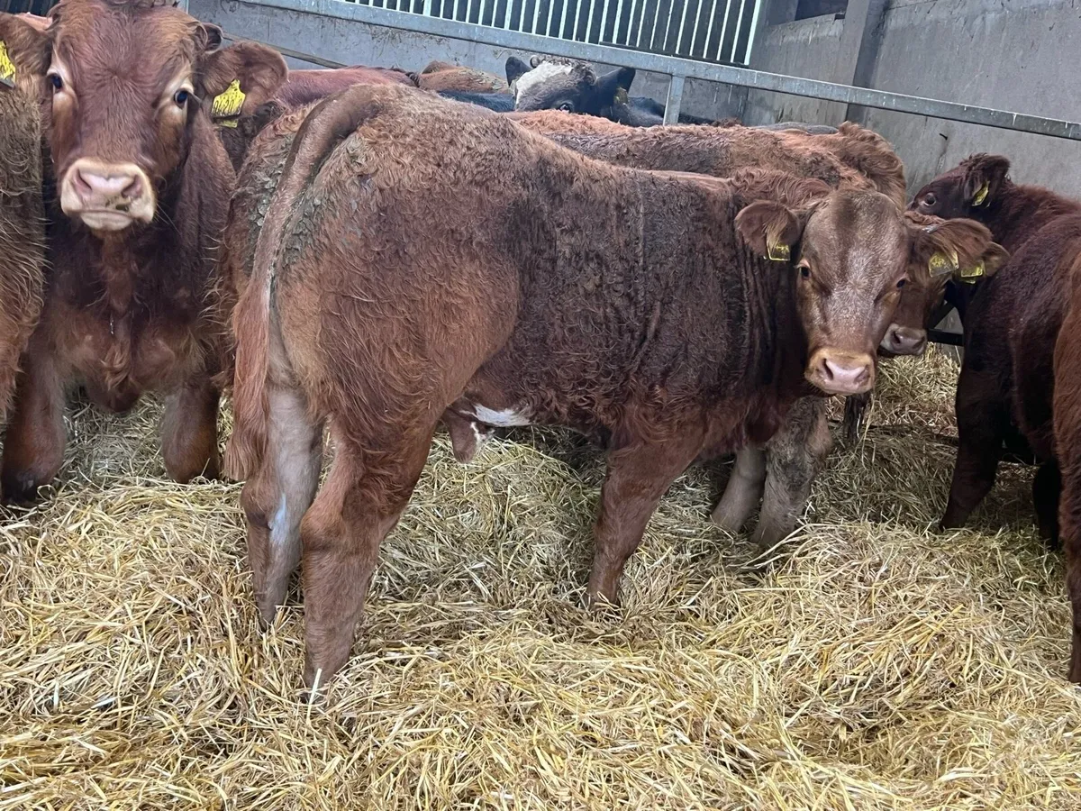 Limousin Bred Bullocks - Image 1