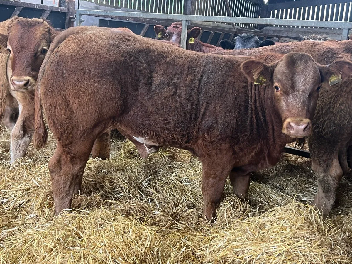 Limousin Bred Bullocks - Image 2