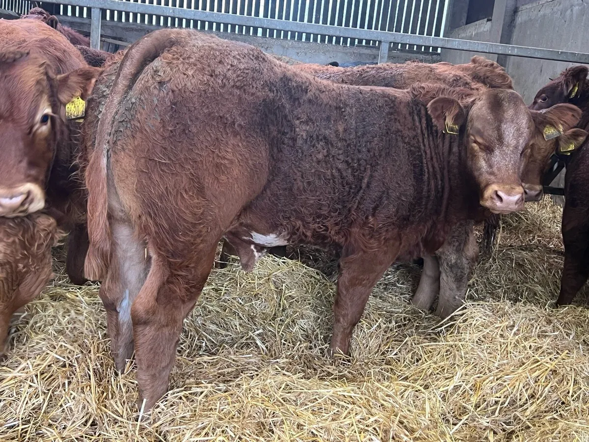Limousin Bred Bullocks - Image 3