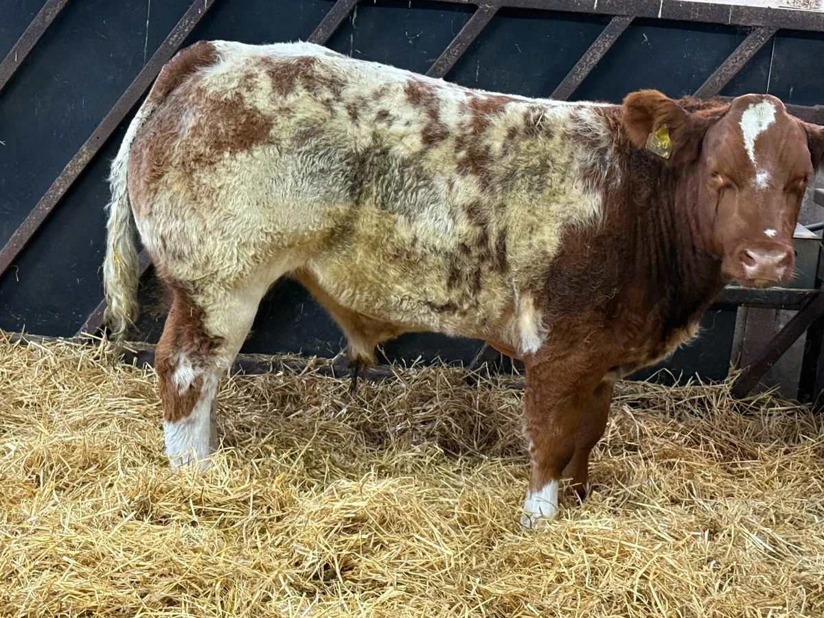 Limousin Bred Bullocks - Image 4