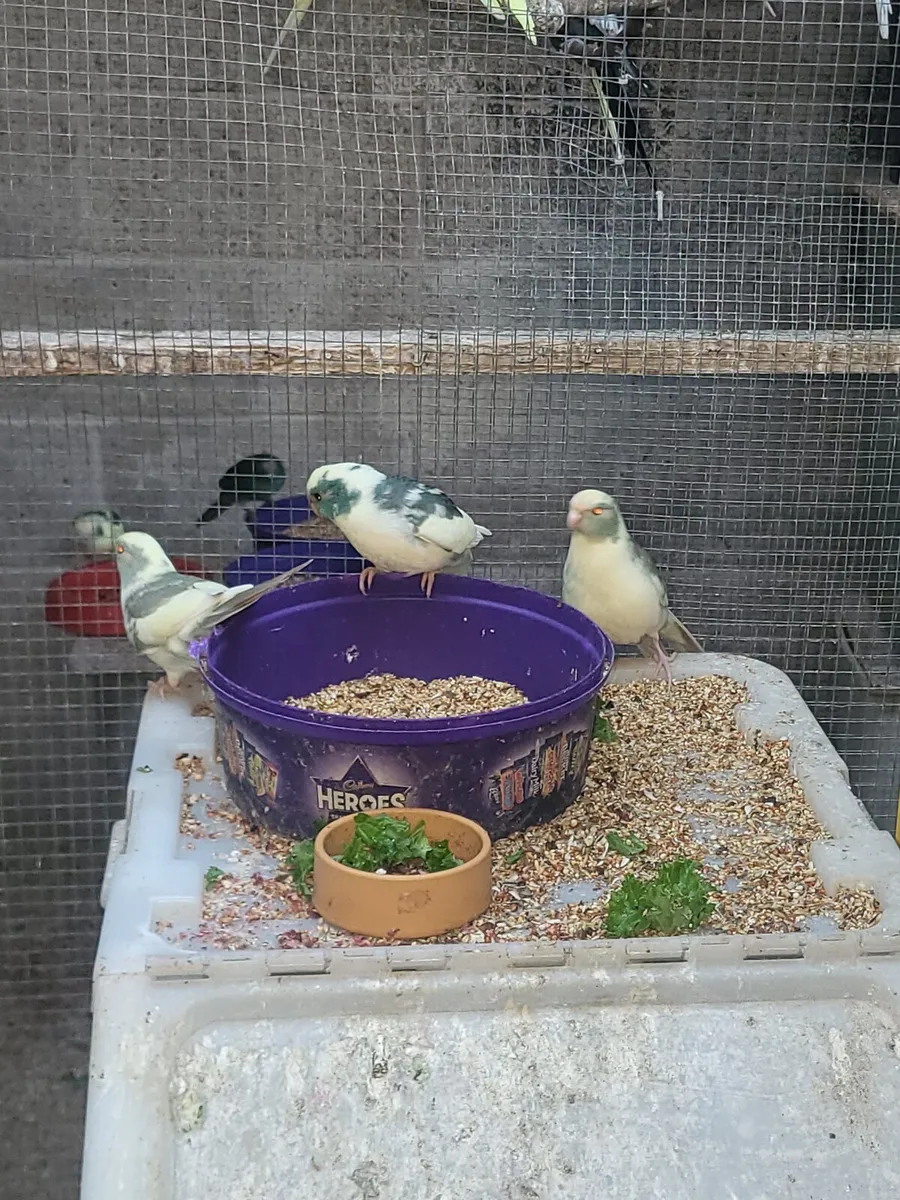 Quakers kakarikis - Image 1