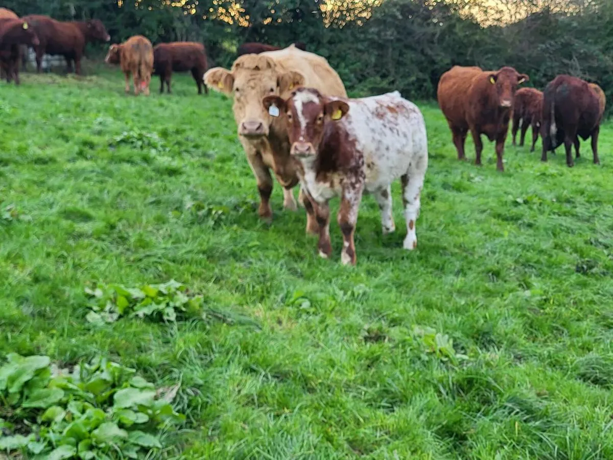 Heifer for Ballyjamesduff - Image 2
