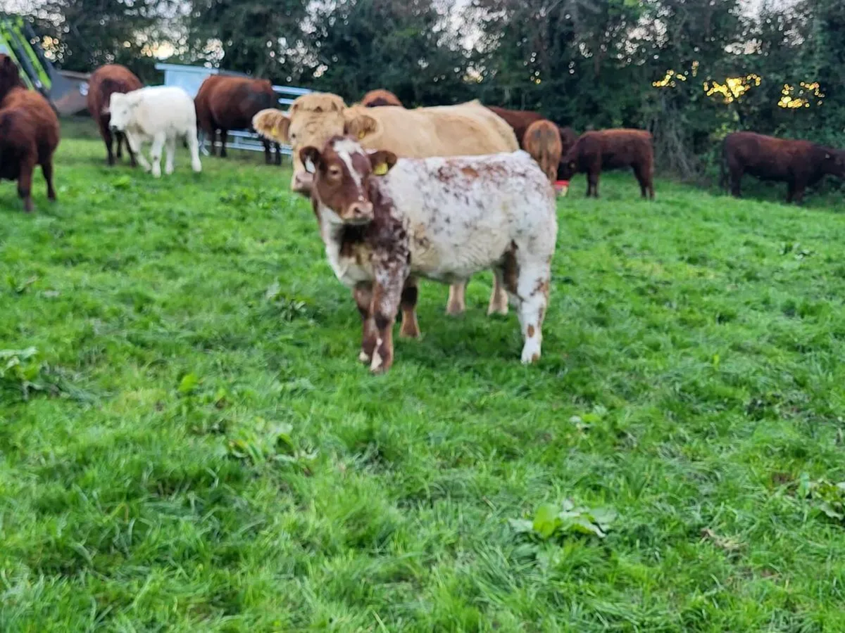Heifer for Ballyjamesduff - Image 3