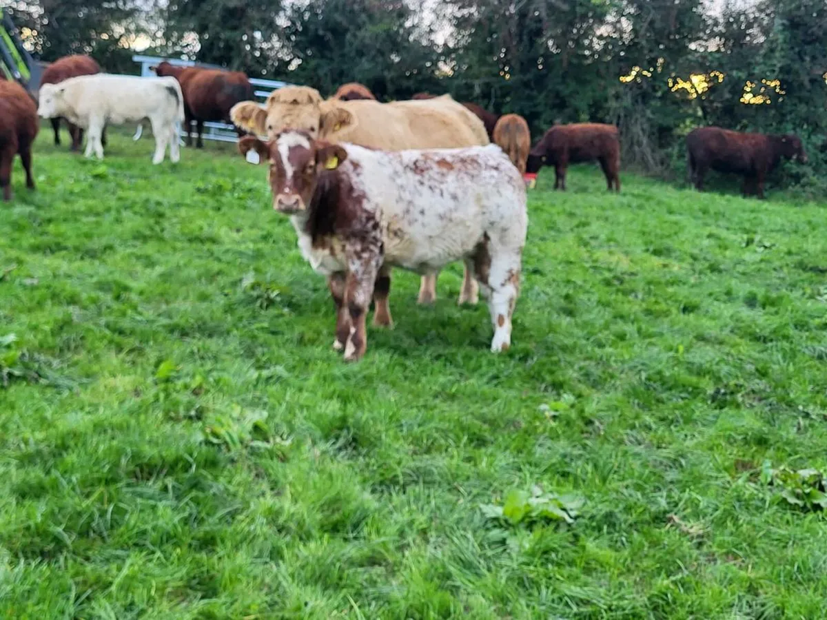 Heifer for Ballyjamesduff - Image 4