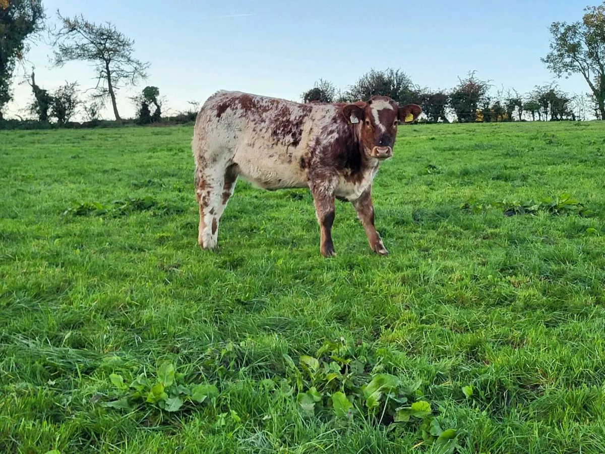Heifer for Ballyjamesduff - Image 1