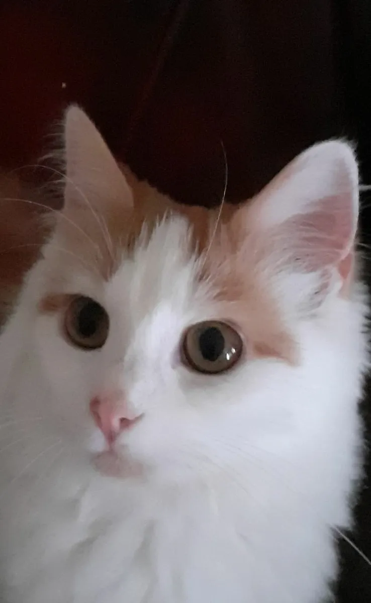 Turkish Van Kittens - Image 1