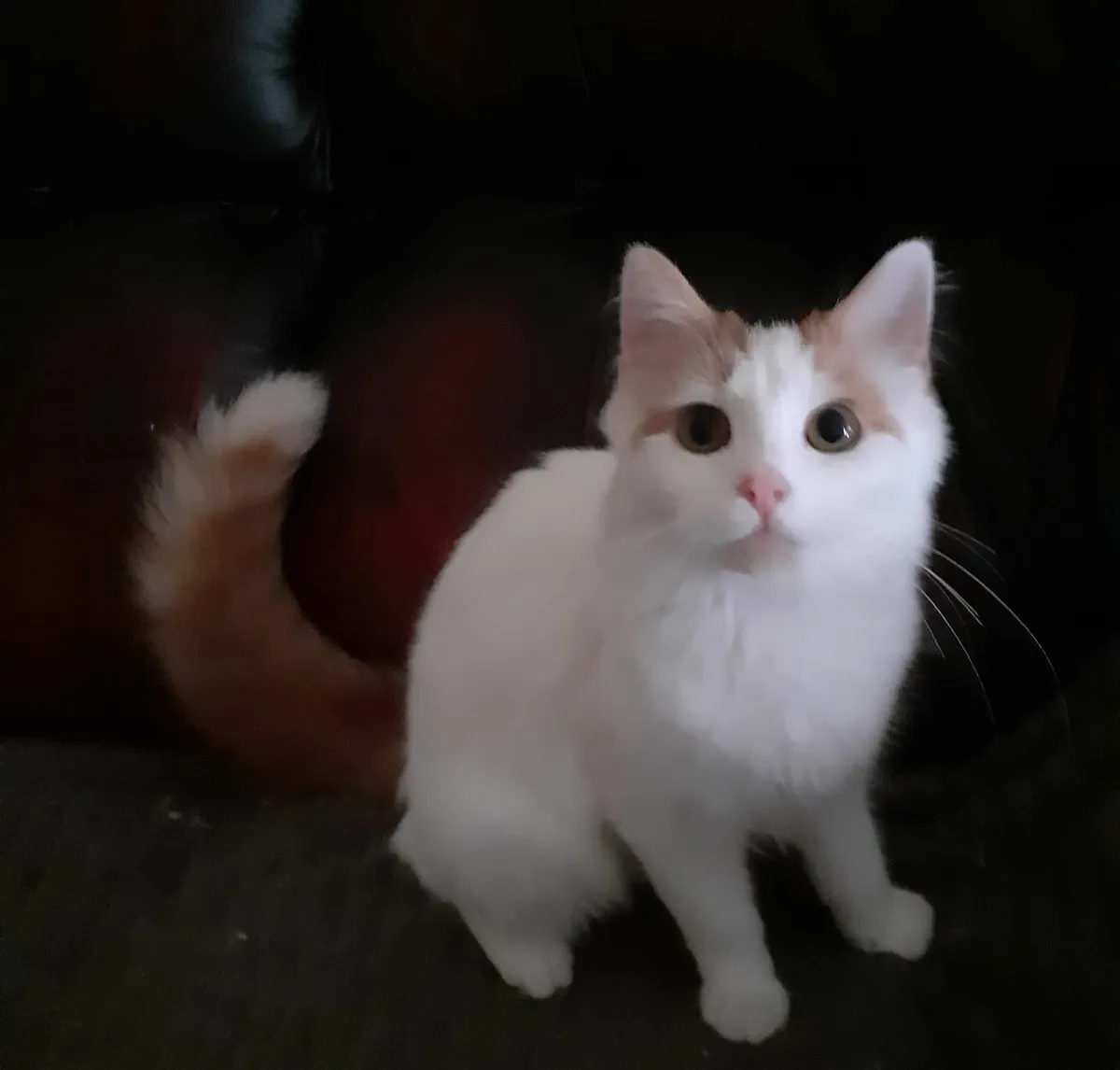 Turkish Van Kittens - Image 2
