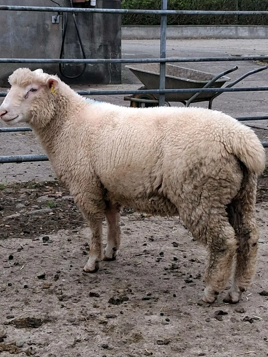 DORSET RAM LAMBS - Image 3