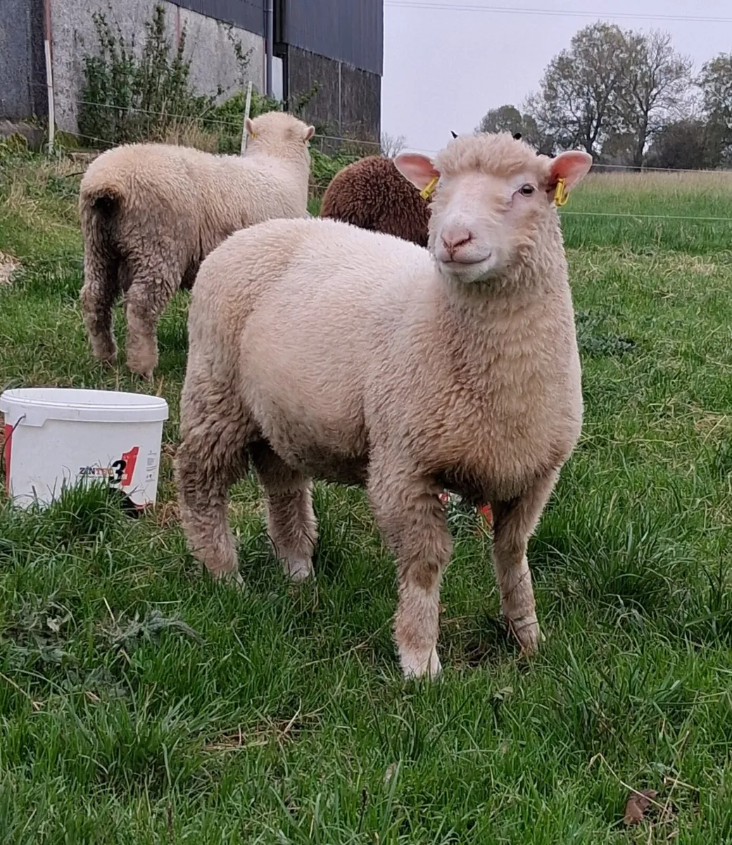 DORSET RAM LAMBS - Image 4