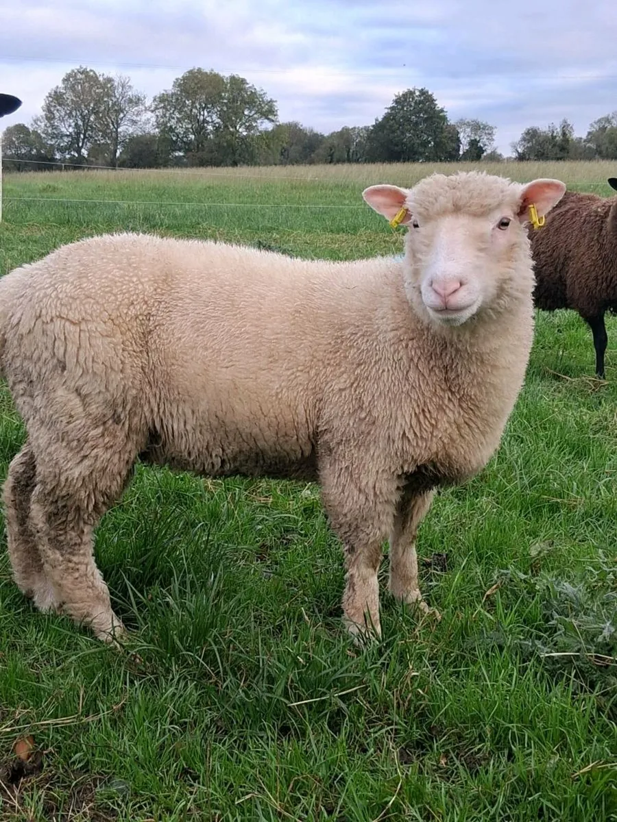 DORSET RAM LAMBS - Image 1