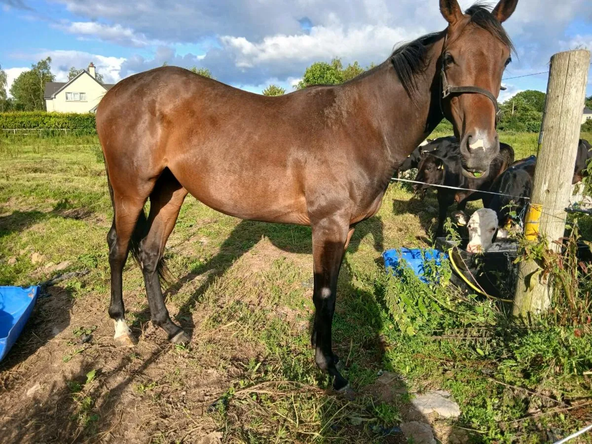 THOROUGHBRED FILLY FOR SALE - Image 1