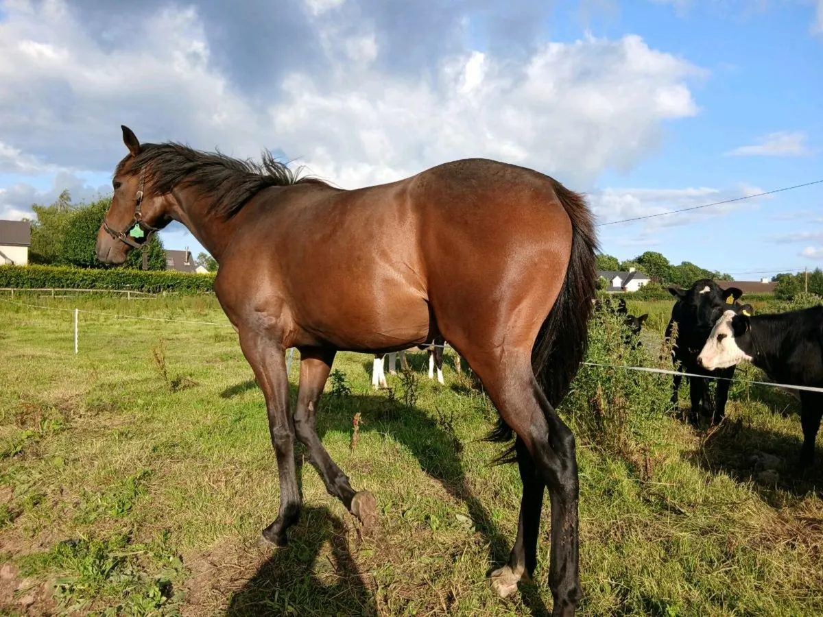THOROUGHBRED FILLY FOR SALE - Image 2