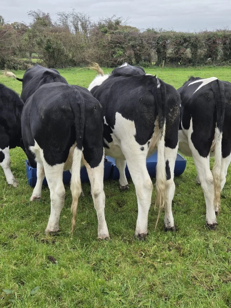 In calf dairy heifers - Image 2