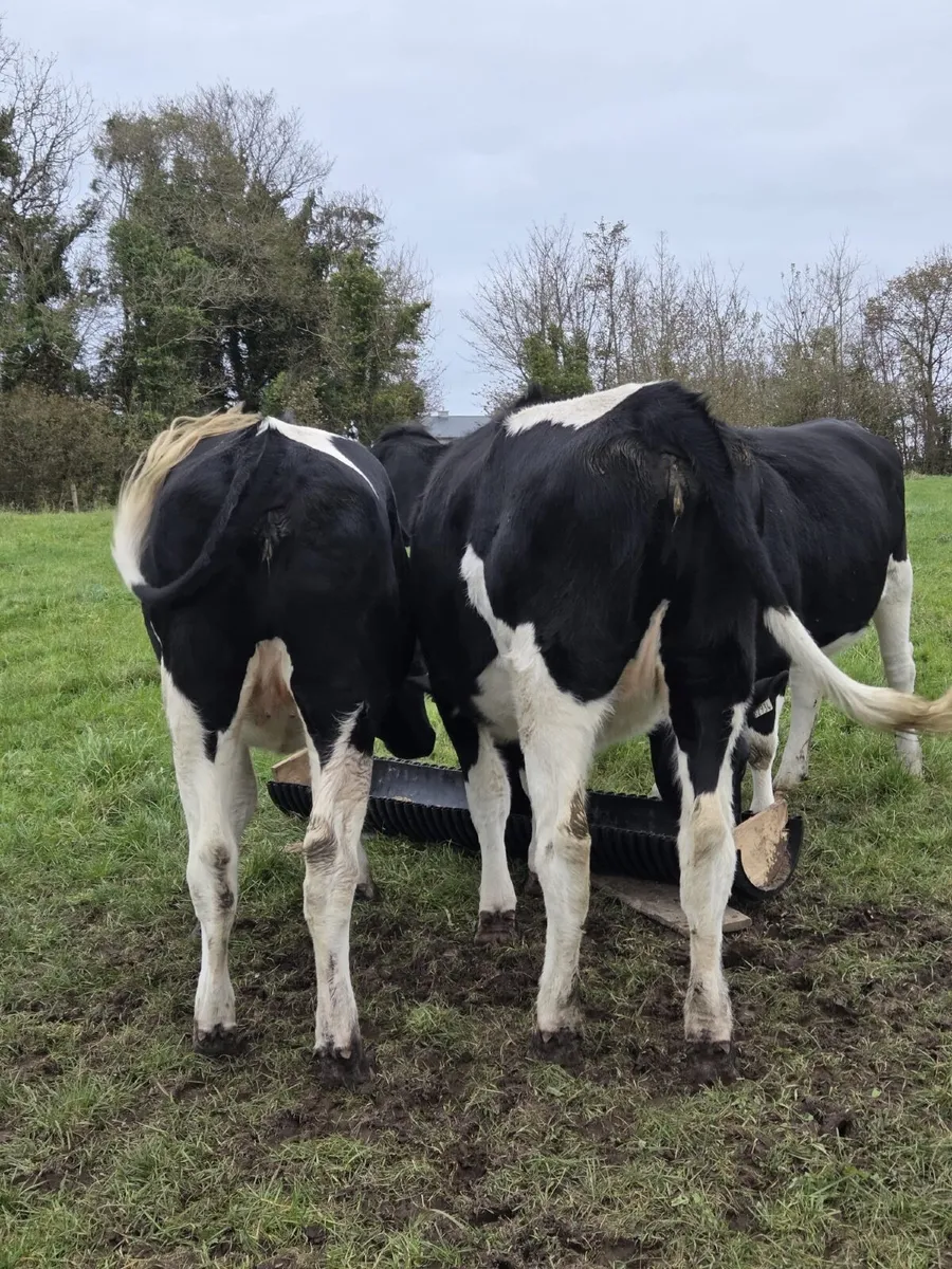 In calf dairy heifers - Image 3