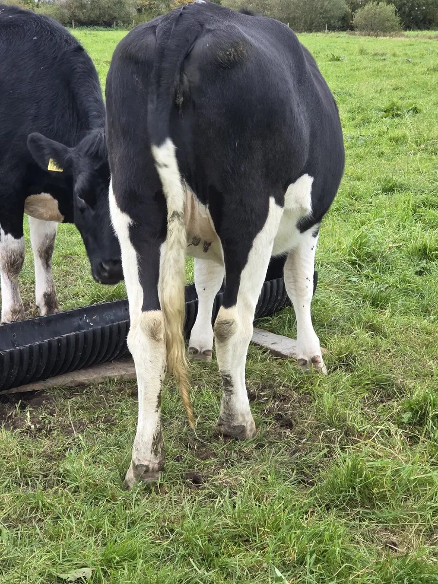 In calf dairy heifers - Image 4