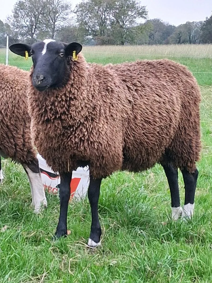 Zwartble ram lamb (last one) - Image 1