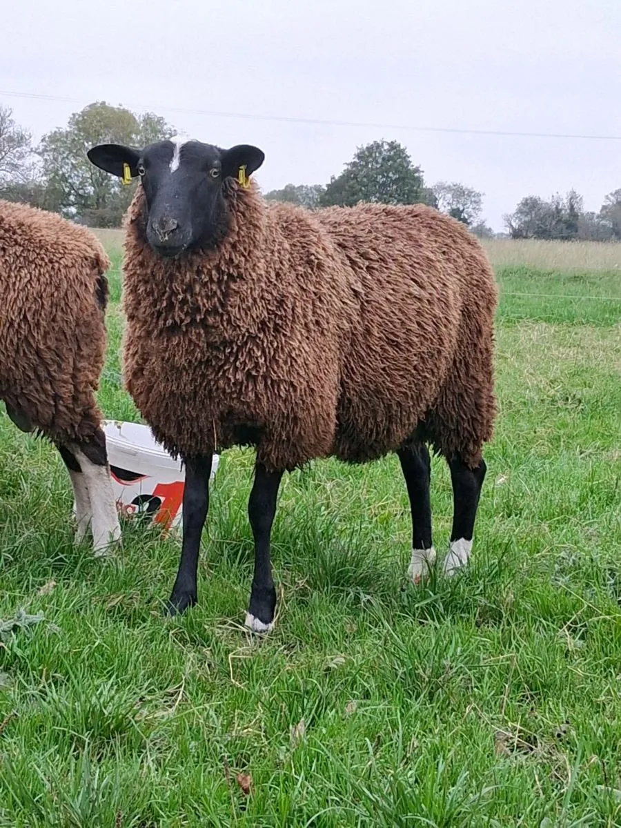 Zwartble ram lamb (last one) - Image 2