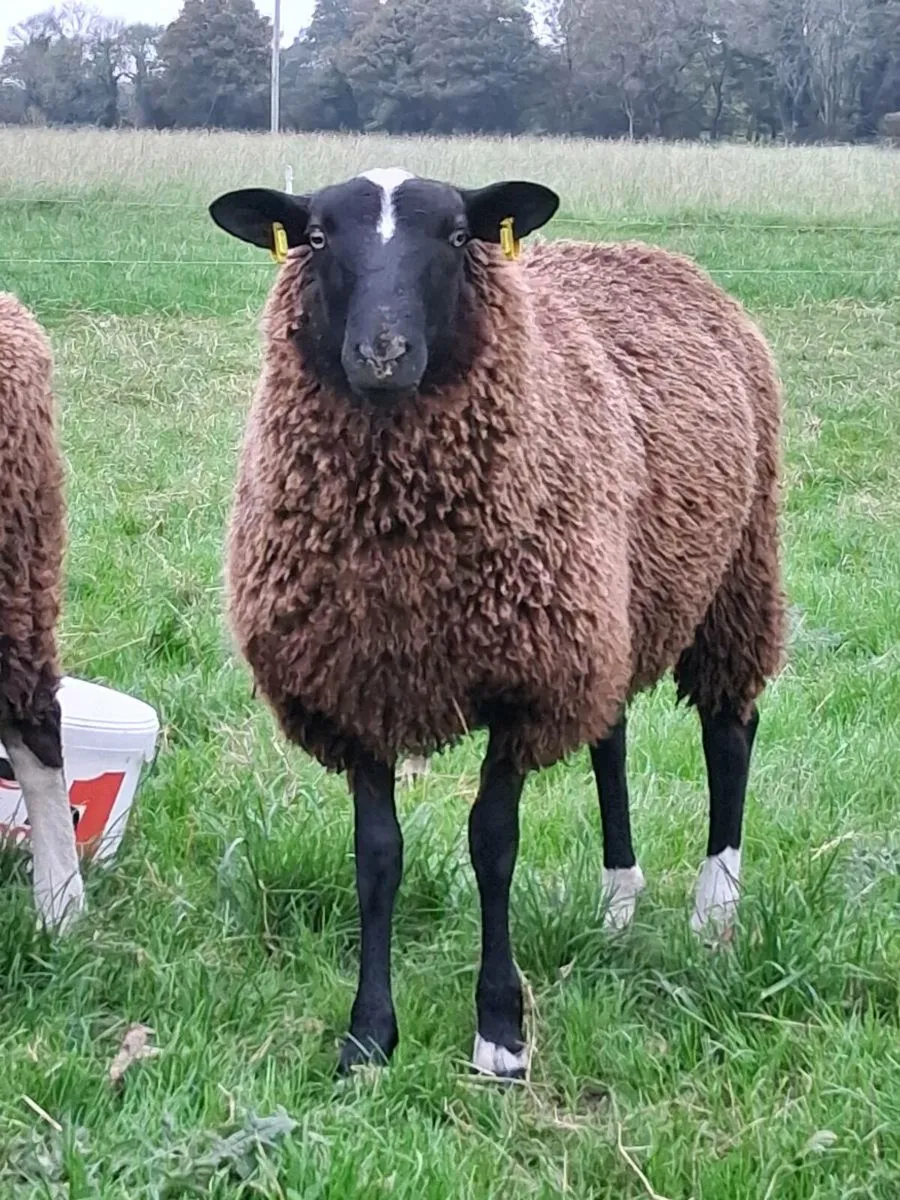Zwartble ram lamb (last one) - Image 3