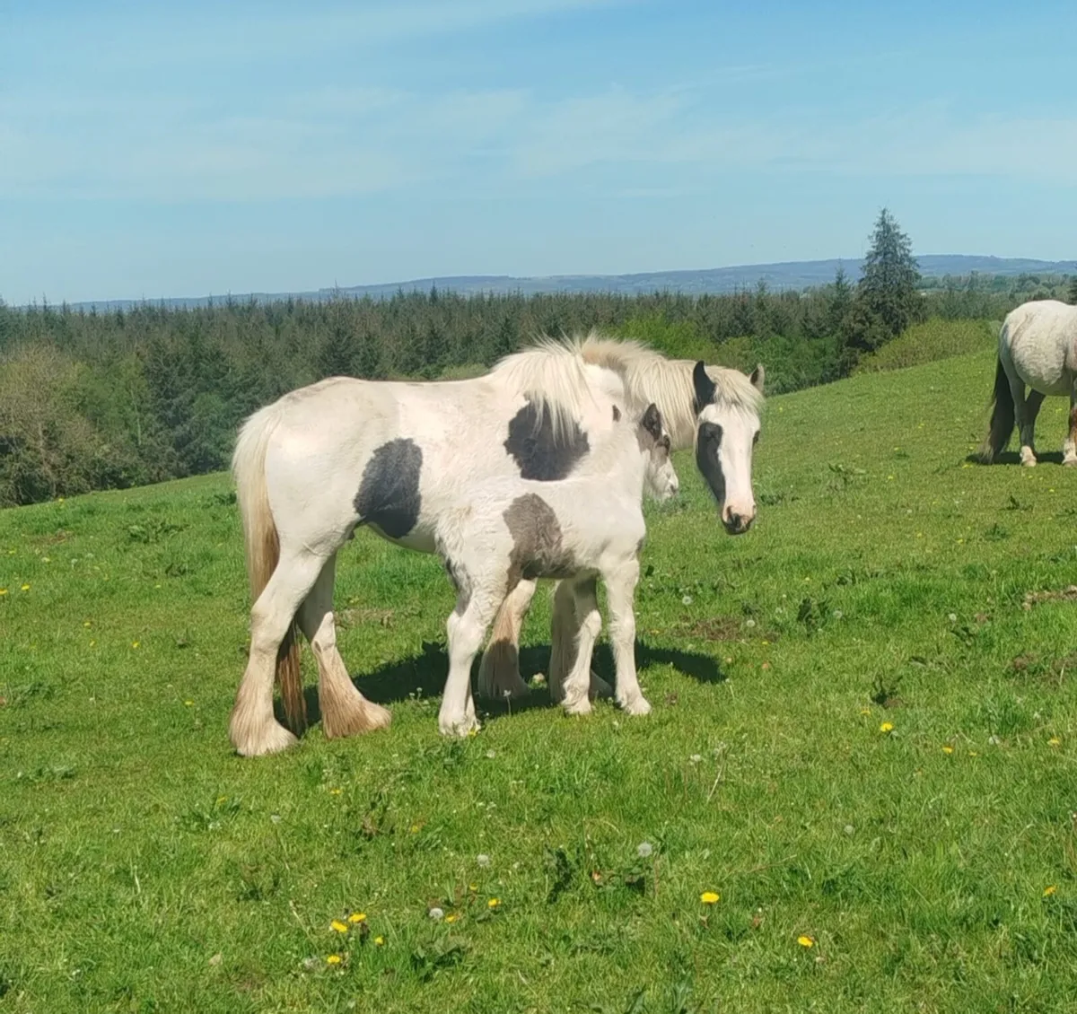 Piebald colt foal - Image 2