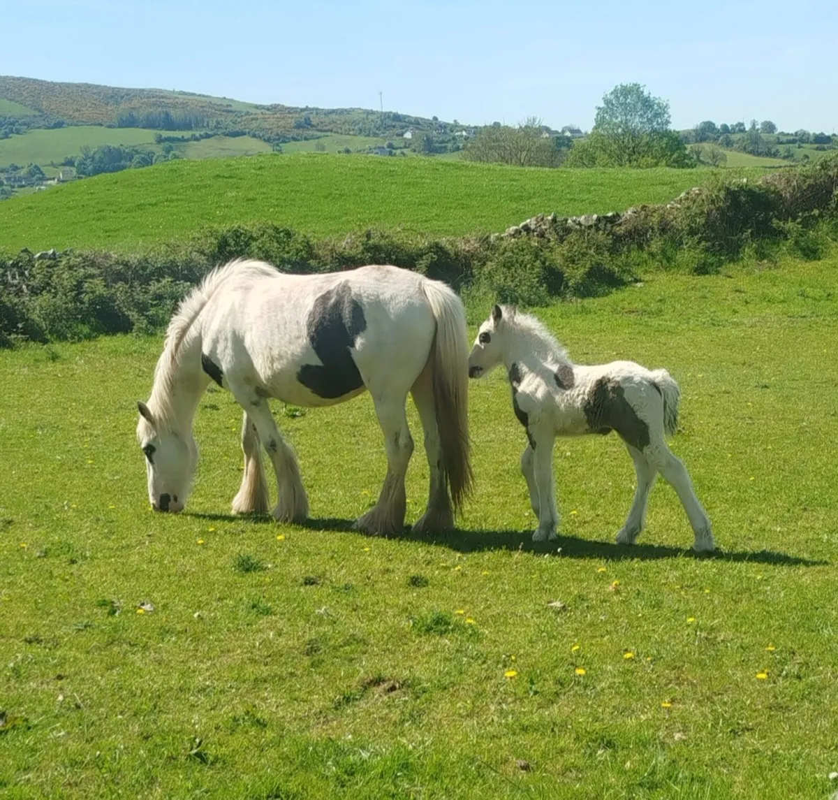 Piebald colt foal - Image 3